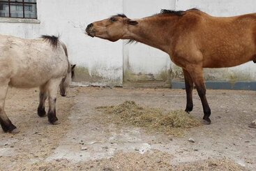 Understanding aggression in horses 