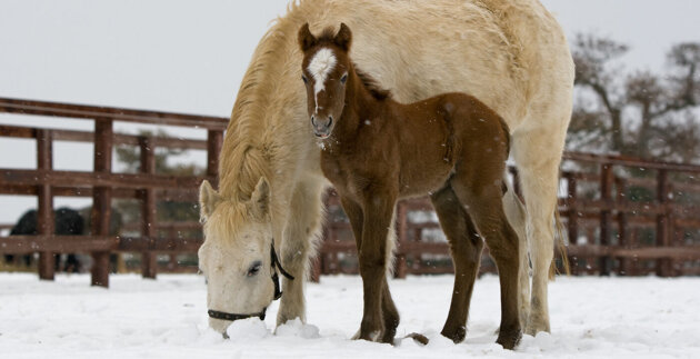 A horse and foal in a snowy field
