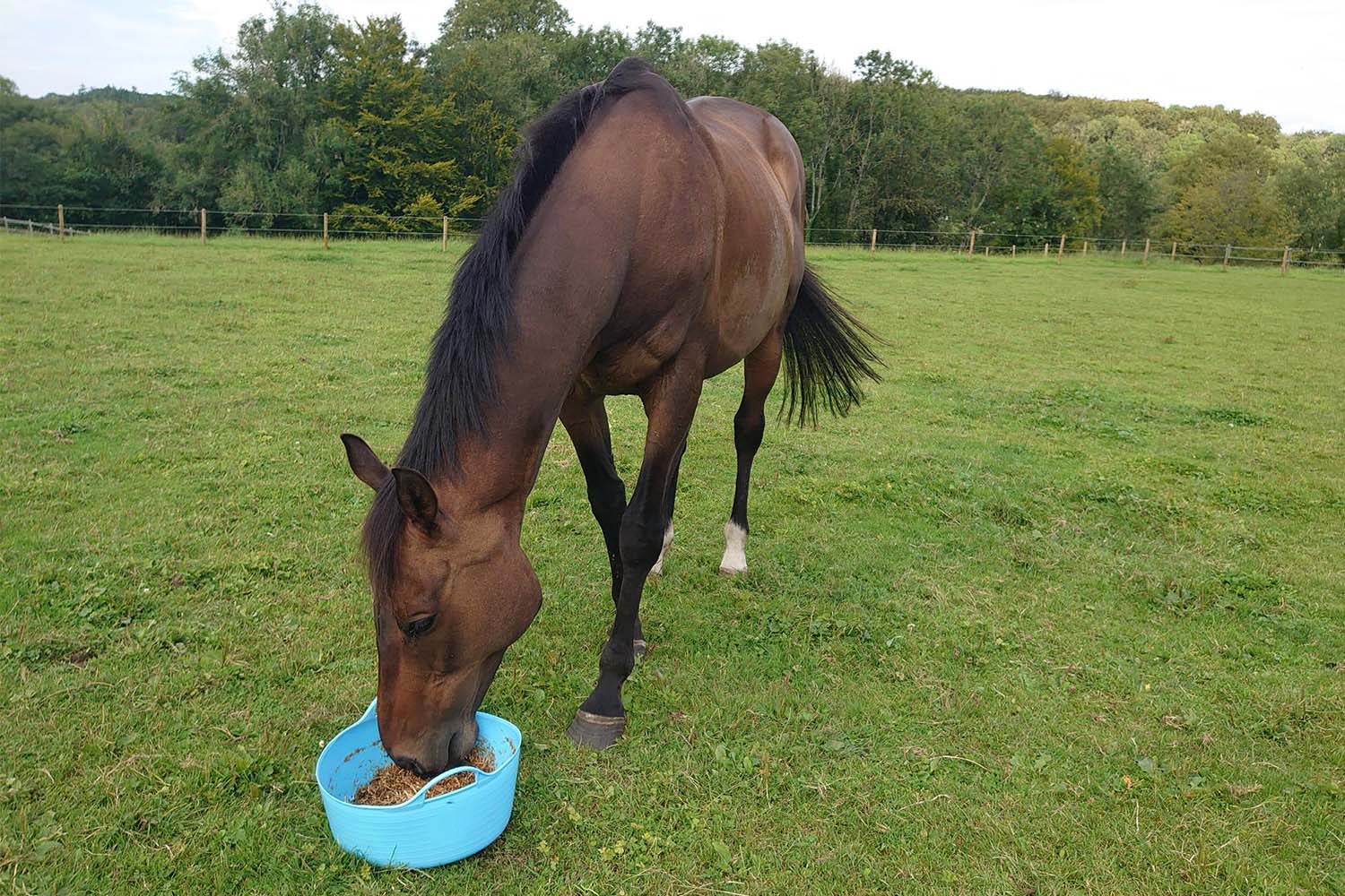 Birth of first foal from rescued ‘smuggled’ Dover 26 horses