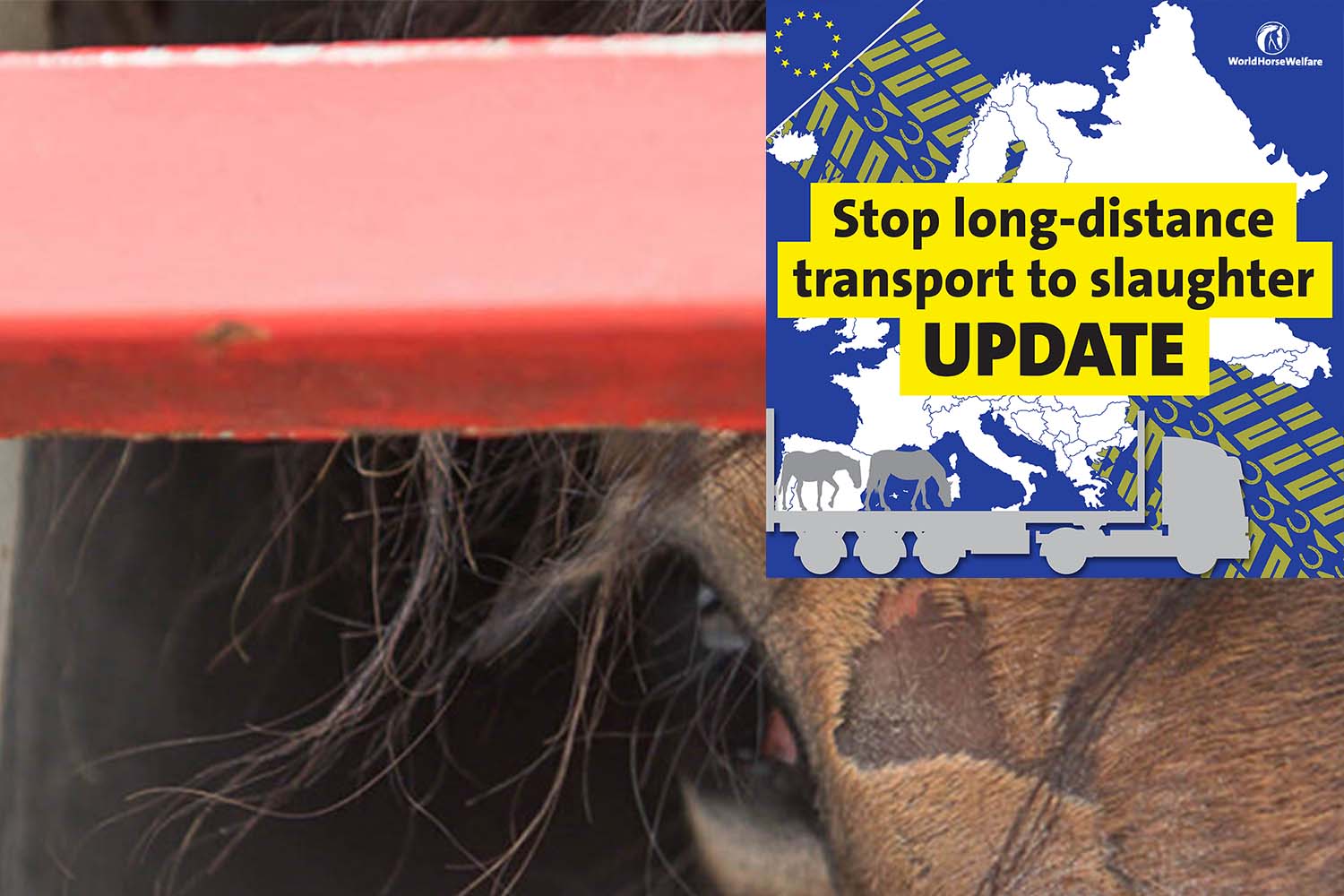 EU announcement could signal the end of long-distance journeys to slaughter in Europe