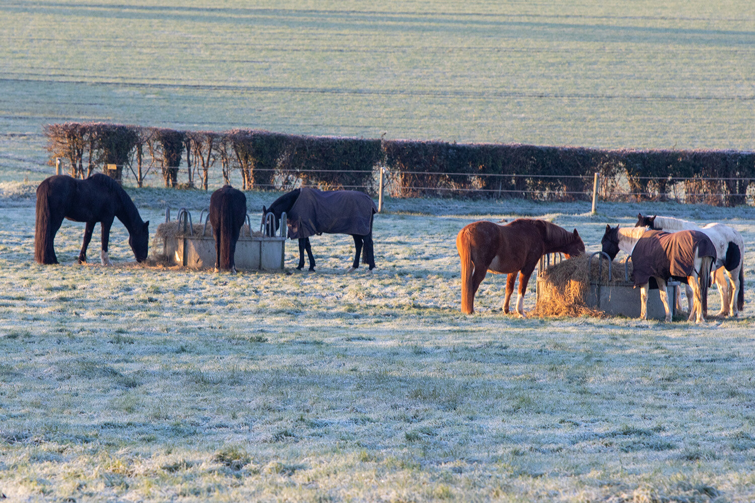 Rugging horses: when does your horse need a rug?