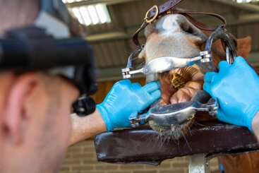 Straight from the horse’s mouth: Essential equine dental care 