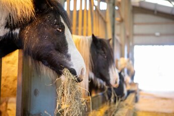 Ponies at Belwade farm eating from a hay feeder