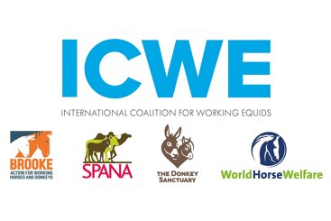ICWE welcomes Africa’s moratorium on horrific donkey skin trade