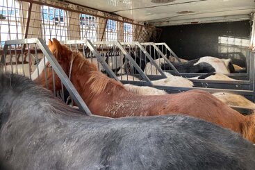 Horses being smuggled out of Dover highlight sickening threat to vulnerable animals
