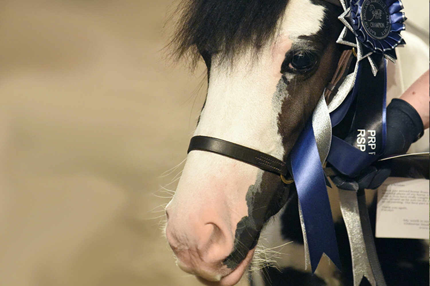 Birth of first foal from rescued ‘smuggled’ Dover 26 horses