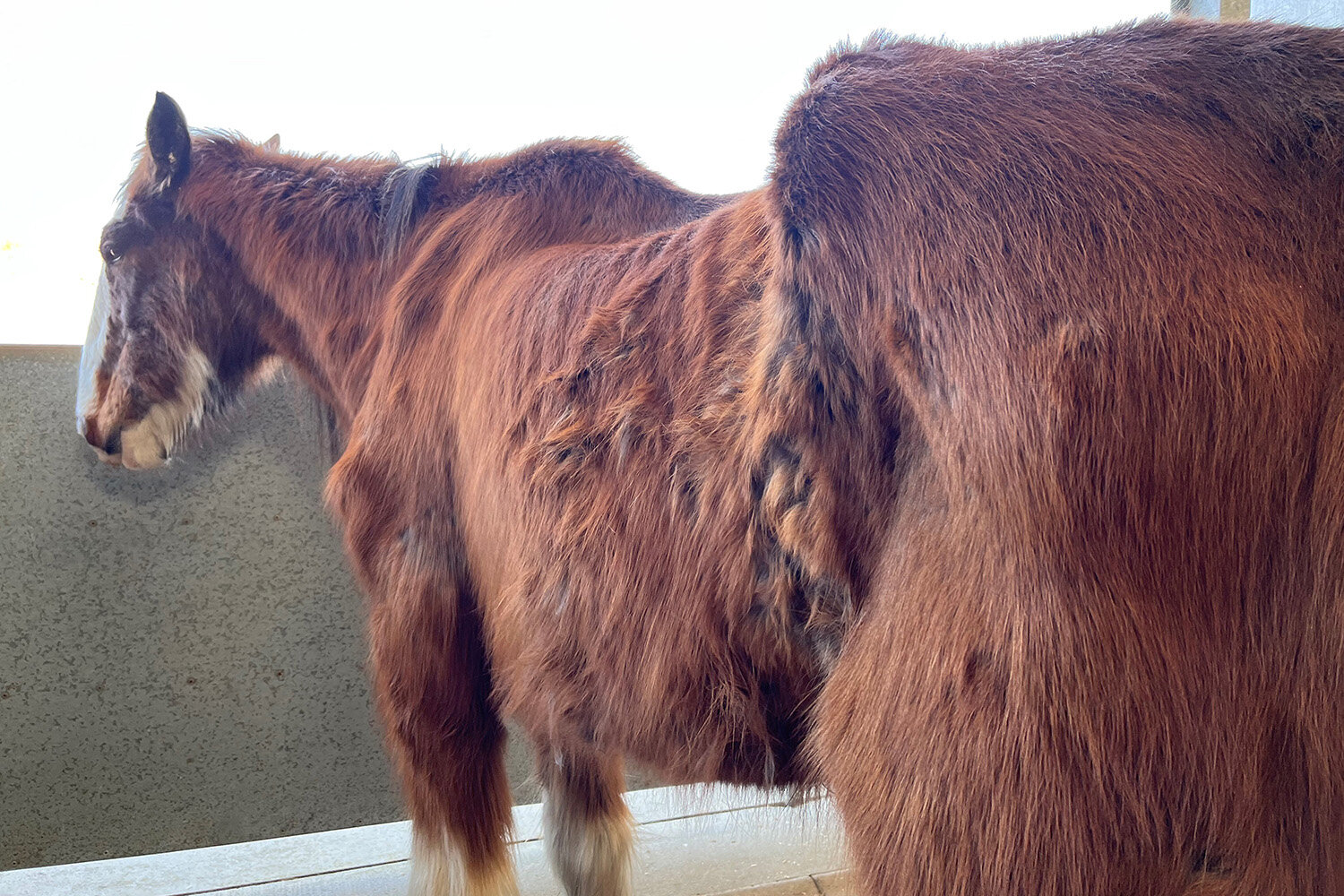 Birth of first foal from rescued ‘smuggled’ Dover 26 horses