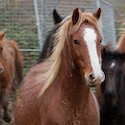 Group of chestnut and black horses standing in a temporary metal holding pen in a muddy field