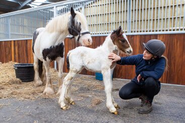 Birth of first foal from rescued &#8216;smuggled&#8217; Dover 26 horses
