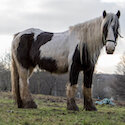 Horse running in a field