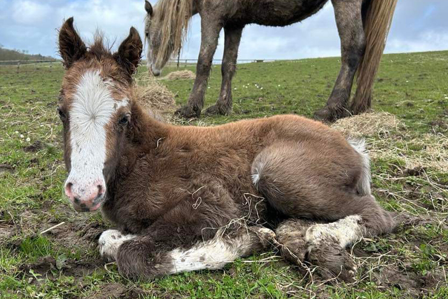 Birth of first foal from rescued ‘smuggled’ Dover 26 horses