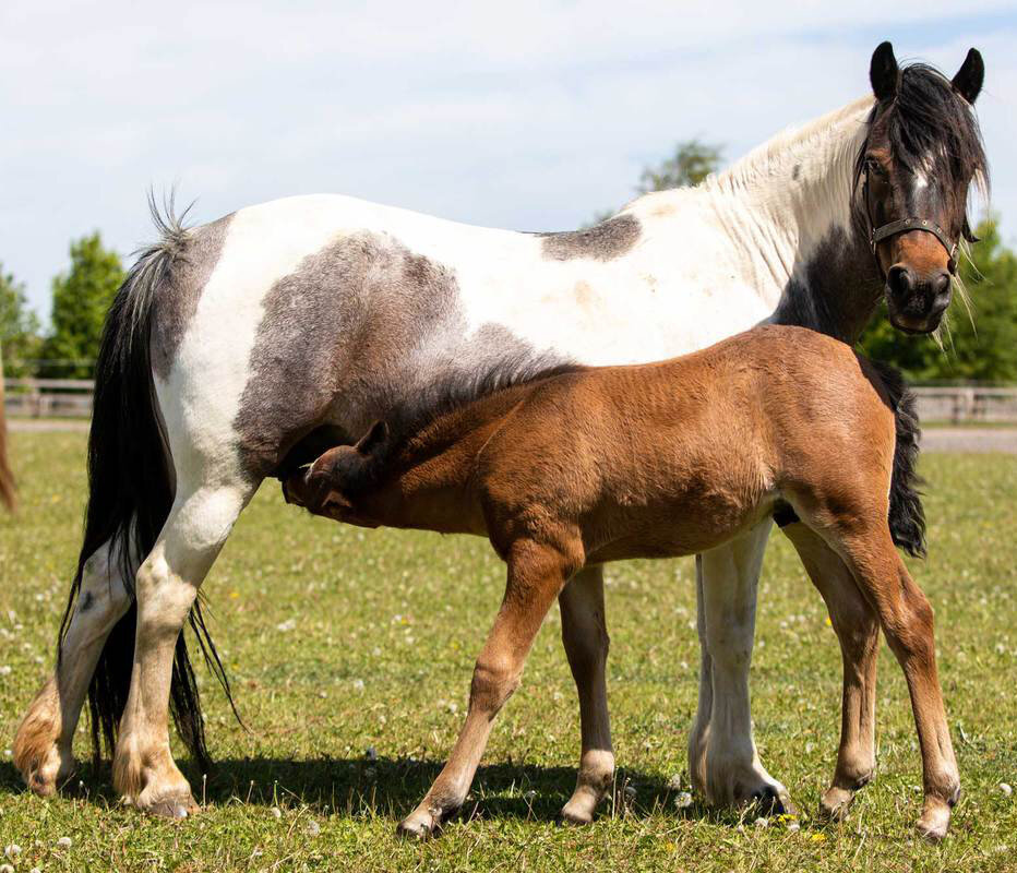 horse and foal