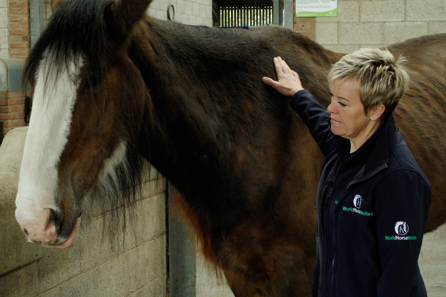 World Horse Welfare’s latest TV advertisement details grim reality of its rescue work as rehabilitation centres near capacity