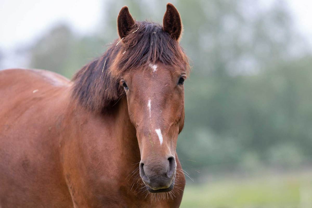 chestnut brown horse