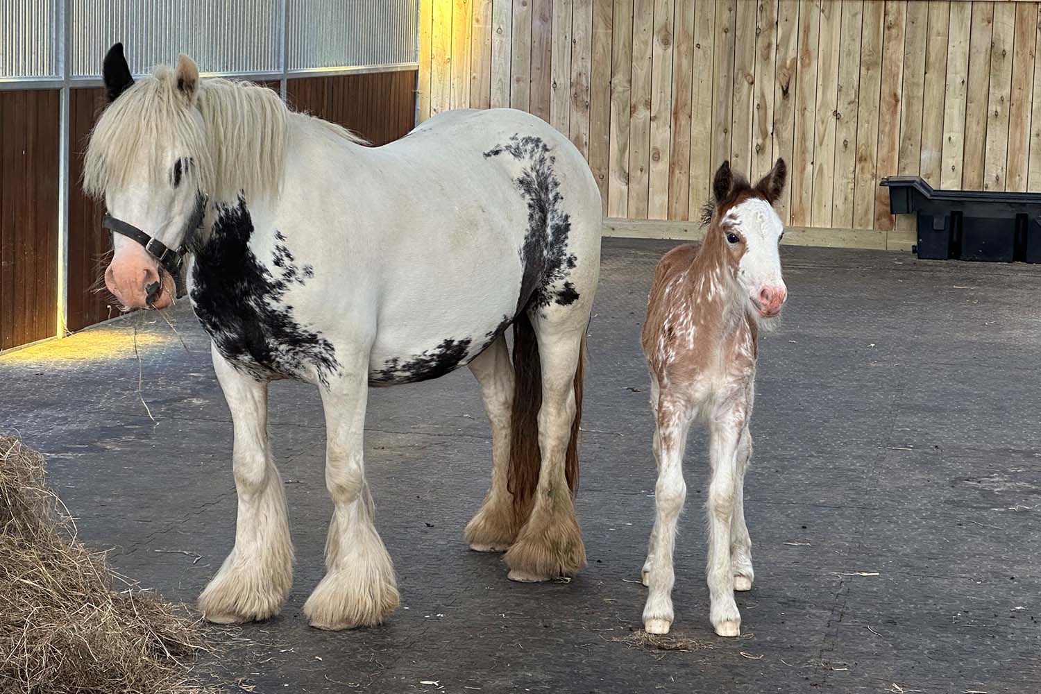 New names and bright futures for ‘smuggled’ mare and her days old foal – named Ada and Cole after our inspirational founder