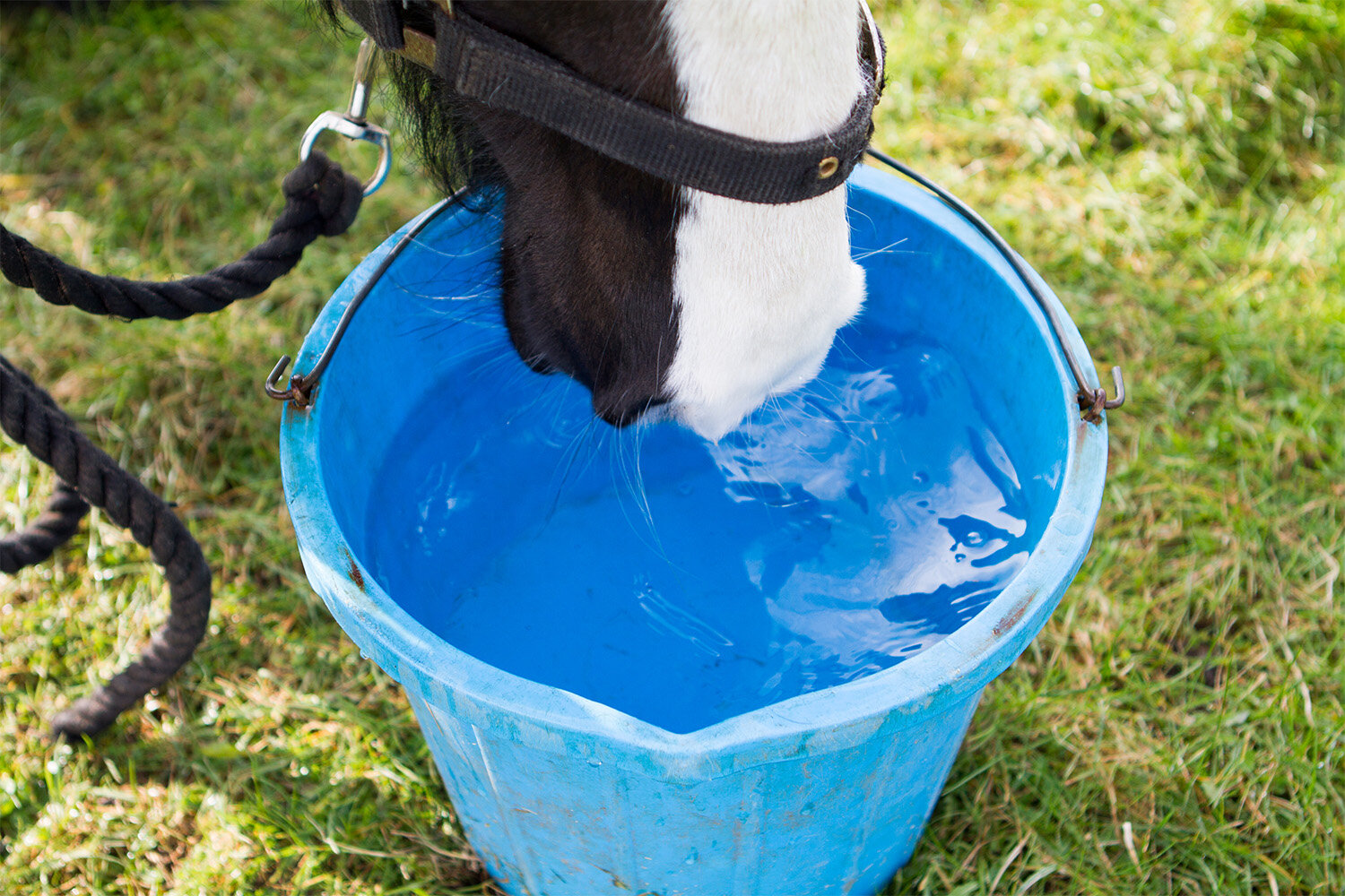 World Horse Welfare at Appleby Horse Fair 2024