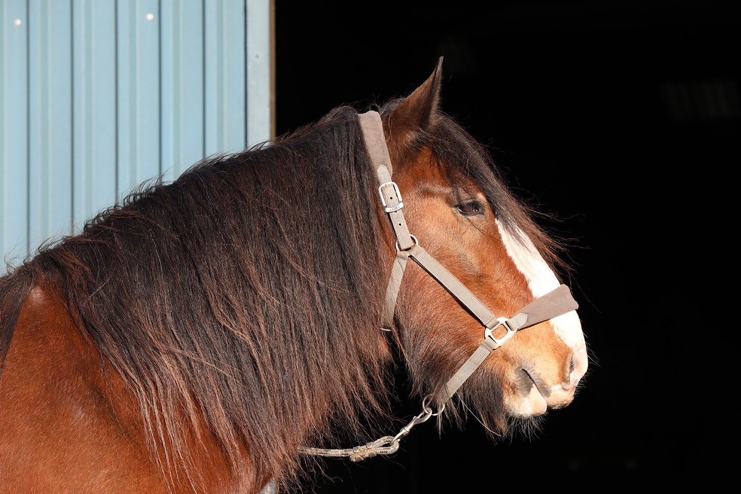 We catch up with gentle giant Seamus in his new home 