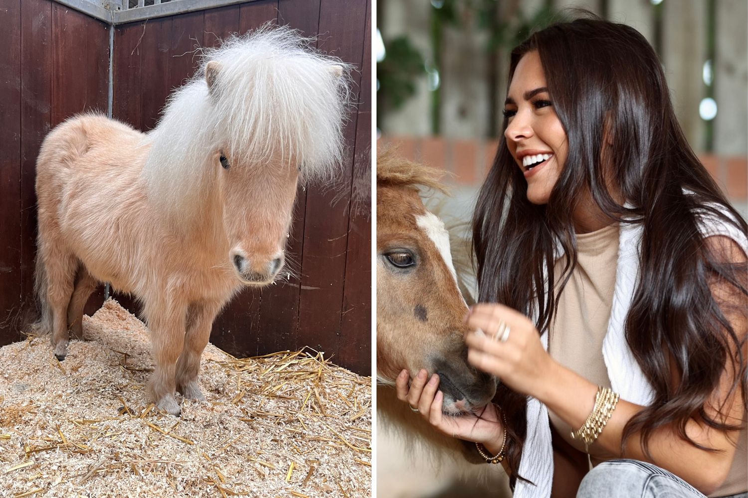 Patron Gemma Owen gives rescued Shetland a new home