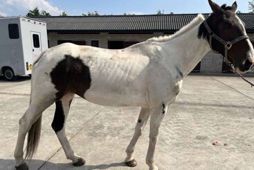 Horse owner found guilty of welfare offences as mare is rehabilitated at Penny Farm