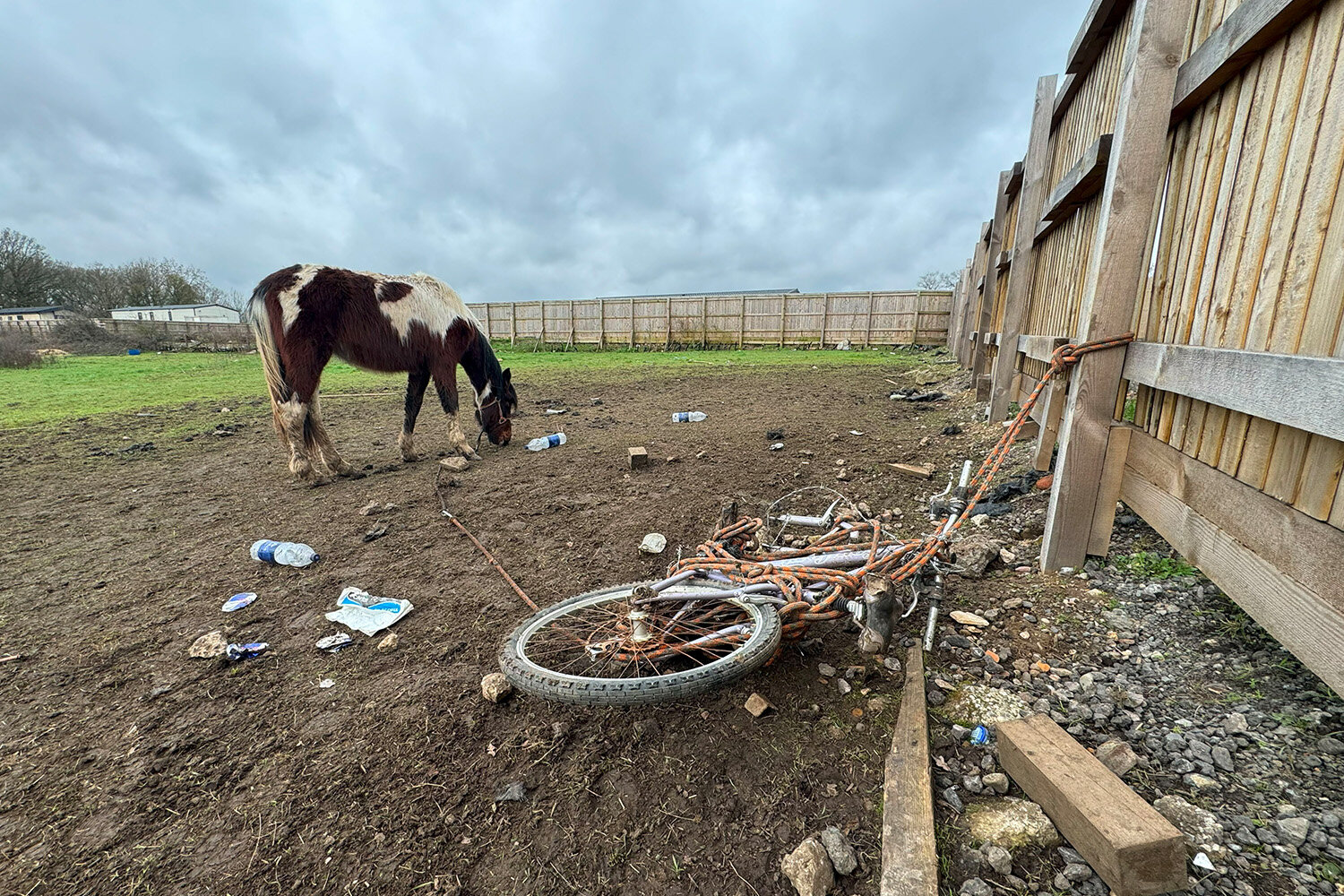 Young filly found tied to a bike covered in barbed wire