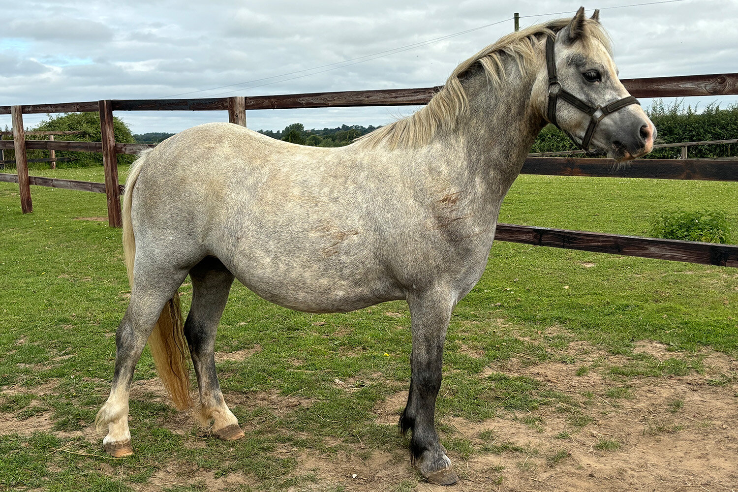 Horses rescued from being cruelly smuggled abroad are ready for rehoming