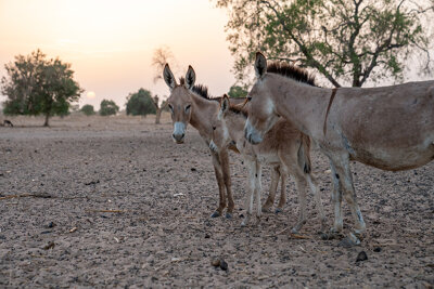 Environmental Sustainability: International projects initiatives 