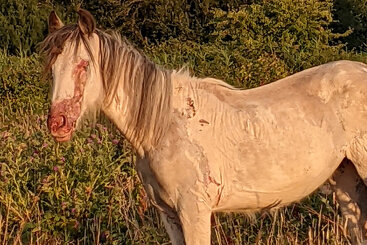 Ten year ban for owner who illegally grazed horses who suffered toxic burns