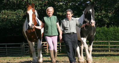 Two horses being led through a field