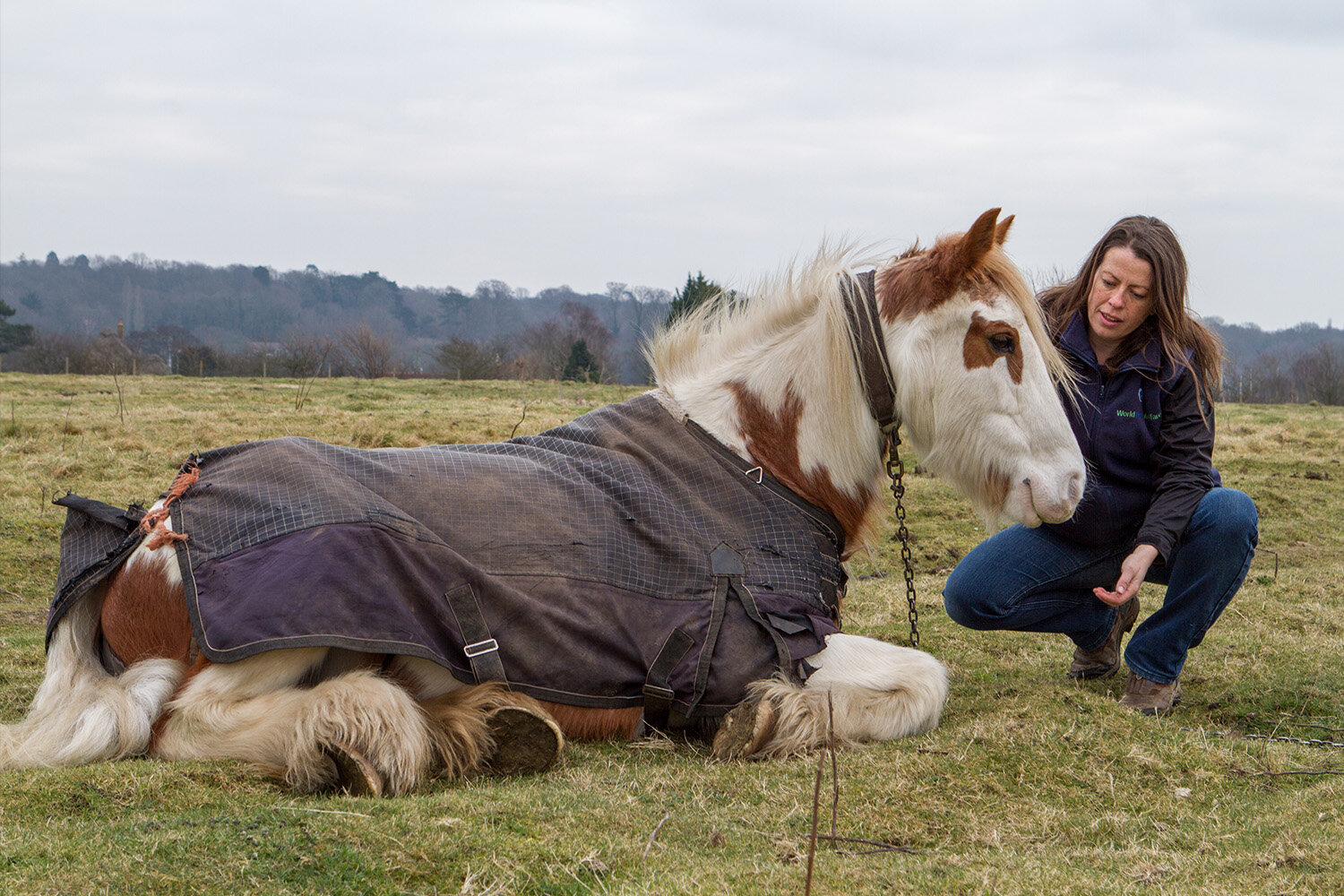 Signs of infection in horses - World Horse Welfare