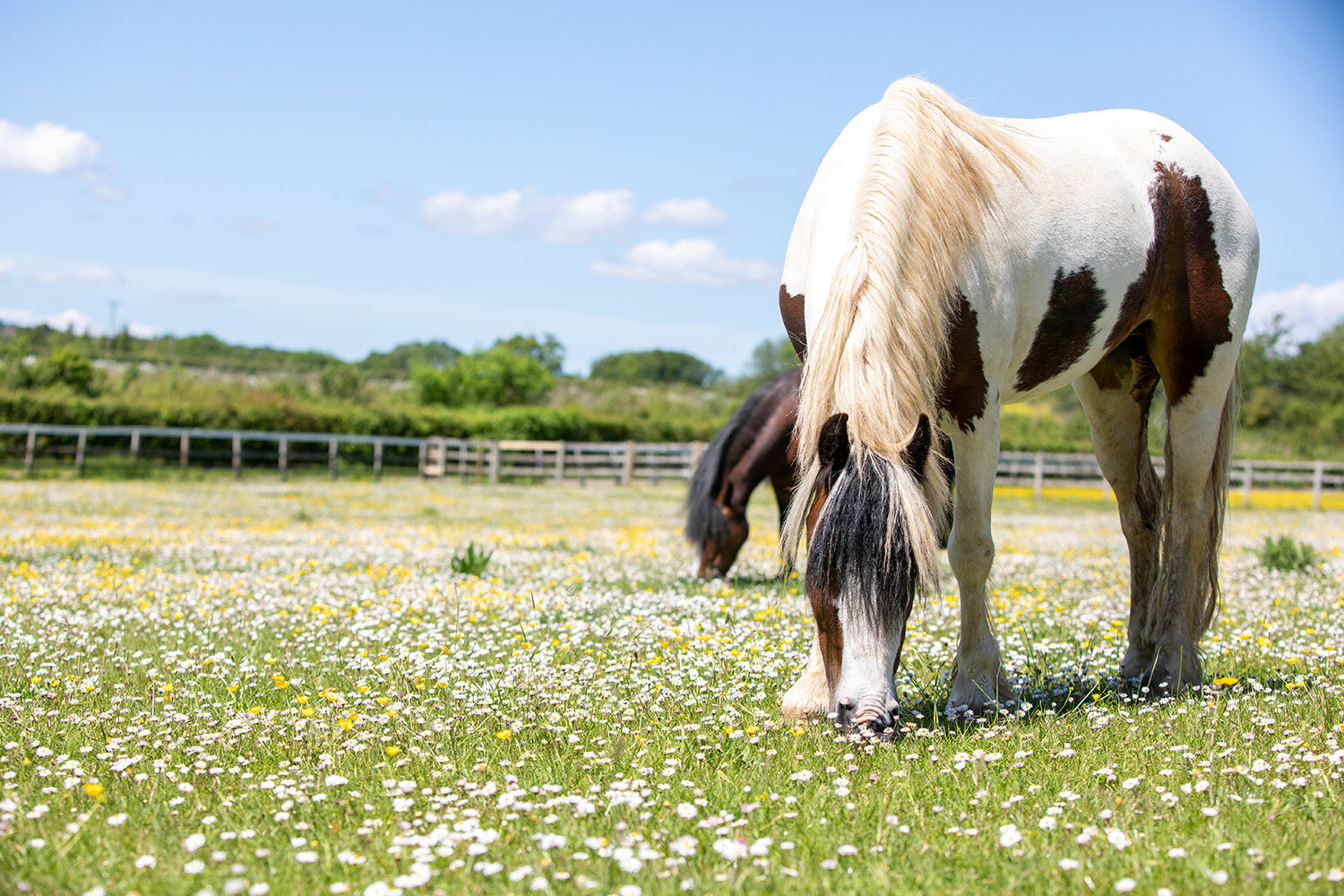 Horse Nutribaloney