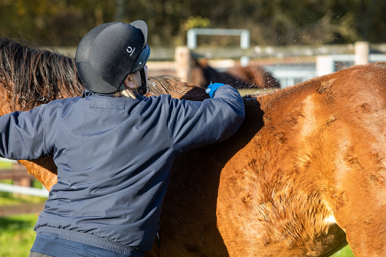 Wounds and first aid for horses