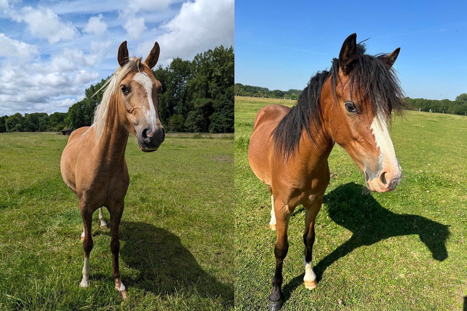 Birth of first foal from rescued ‘smuggled’ Dover 26 horses