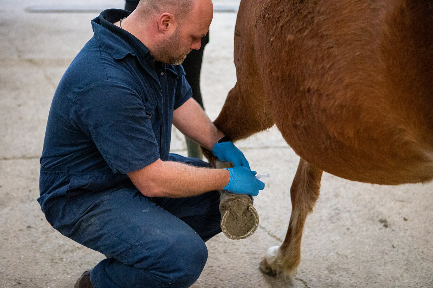 Tendon and ligament injuries in horses
