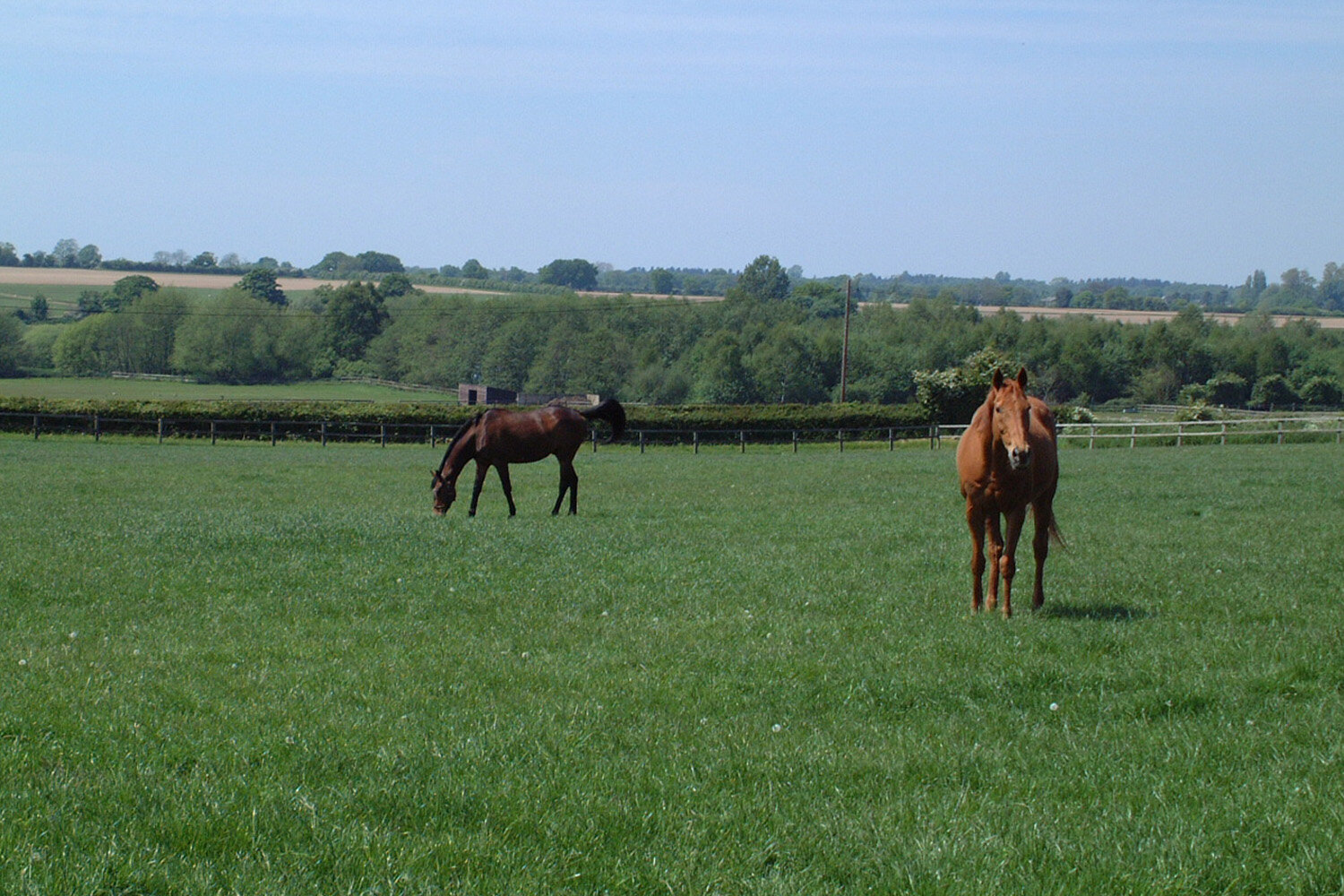 Research unbridled: Tackling Equine Grass Sickness 