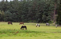 Six horses grazing in a paddock alongside the woods at Belware Farm