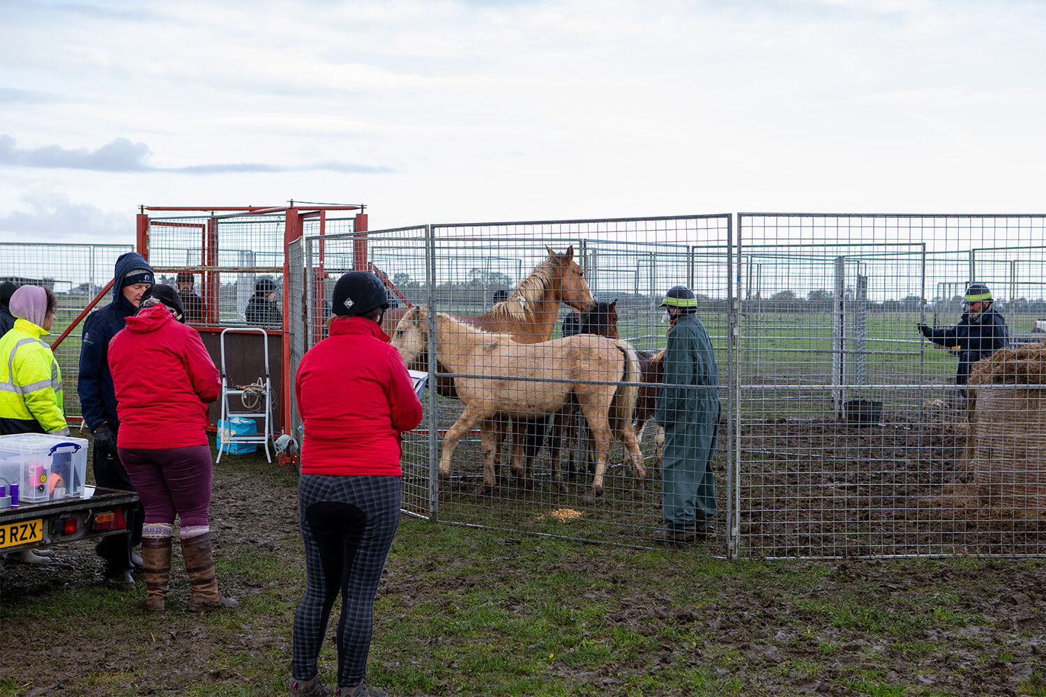 Birth of first foal from rescued ‘smuggled’ Dover 26 horses