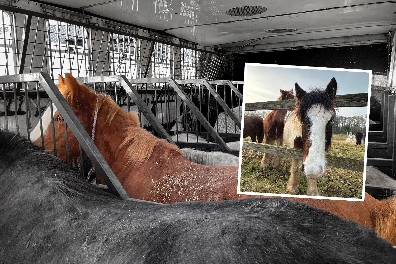 Horses rescued from being cruelly smuggled abroad are progressing well