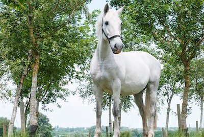 Grey horse with a head collar standing infront of trees