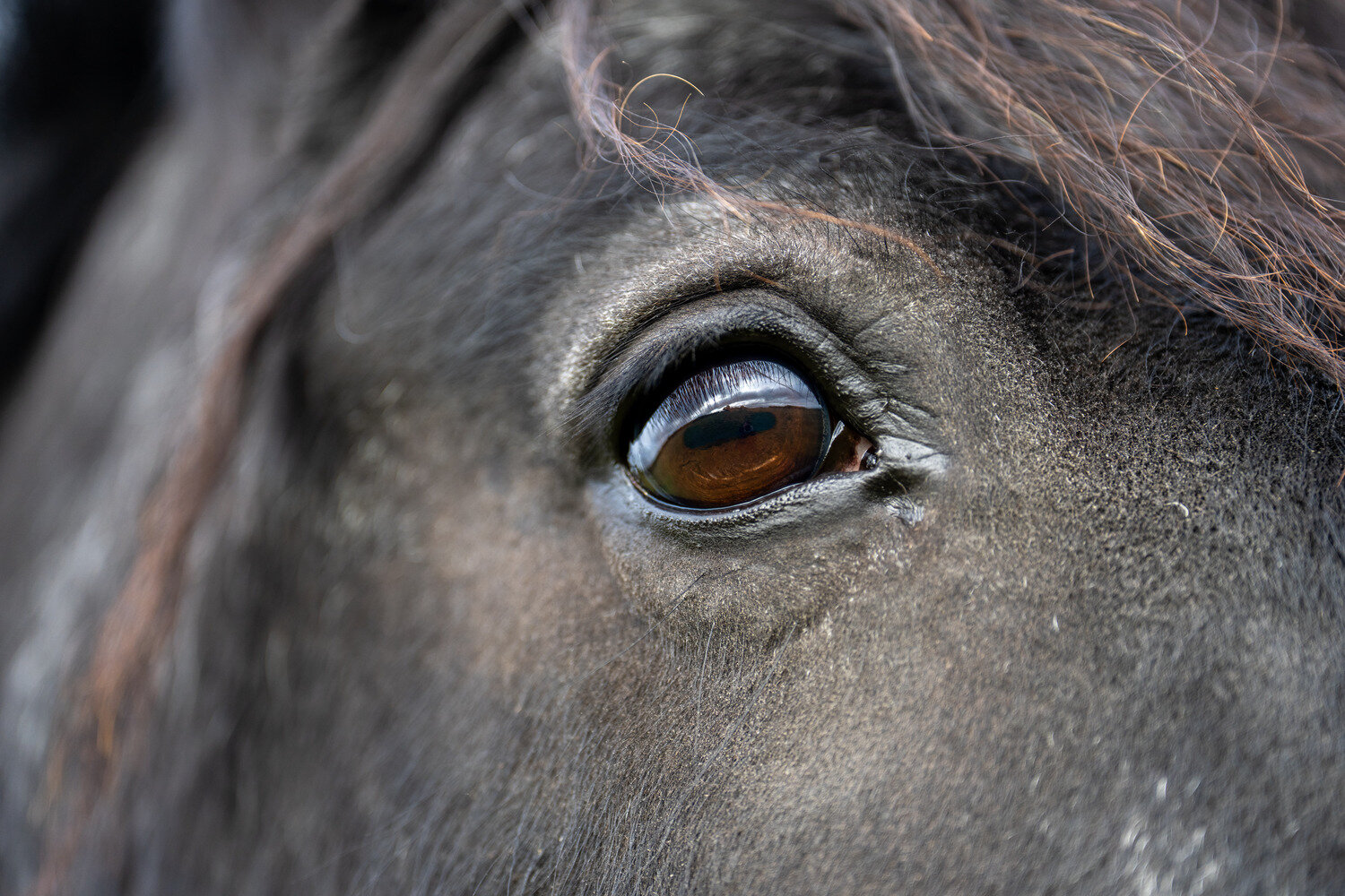 Results of largest and most in-depth study into UK public attitudes towards horse sport and equine welfare