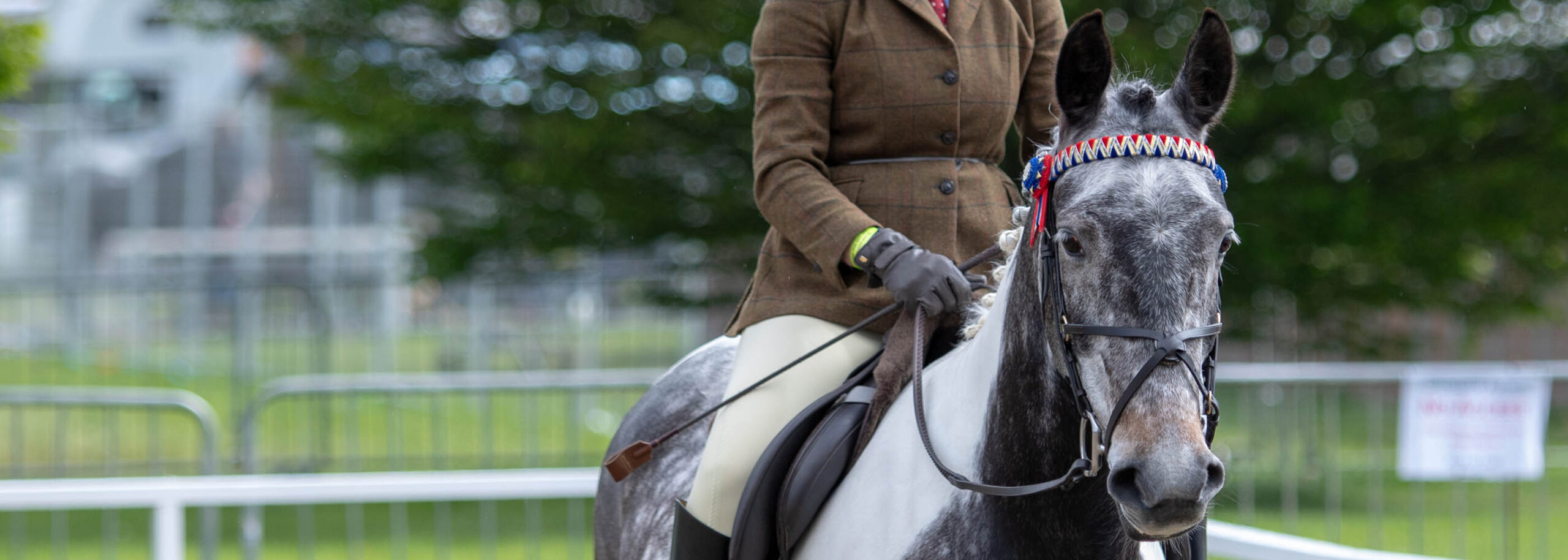 Close up of a horse in the dressage ring with head collar and rider