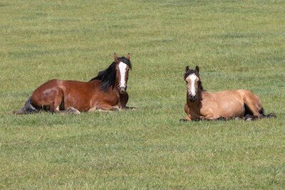 Two horses laying down in a grass field in the sunshine