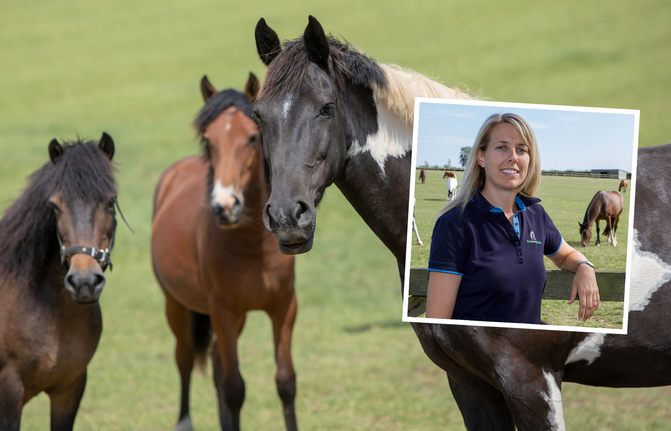 Birth of first foal from rescued ‘smuggled’ Dover 26 horses