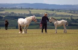 A grey horse and foal being led in a field with rolling countryside in the background at Glenda Spooner Farm