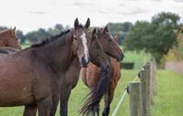 Three chestnut horses looking over a fence at Hall Farm