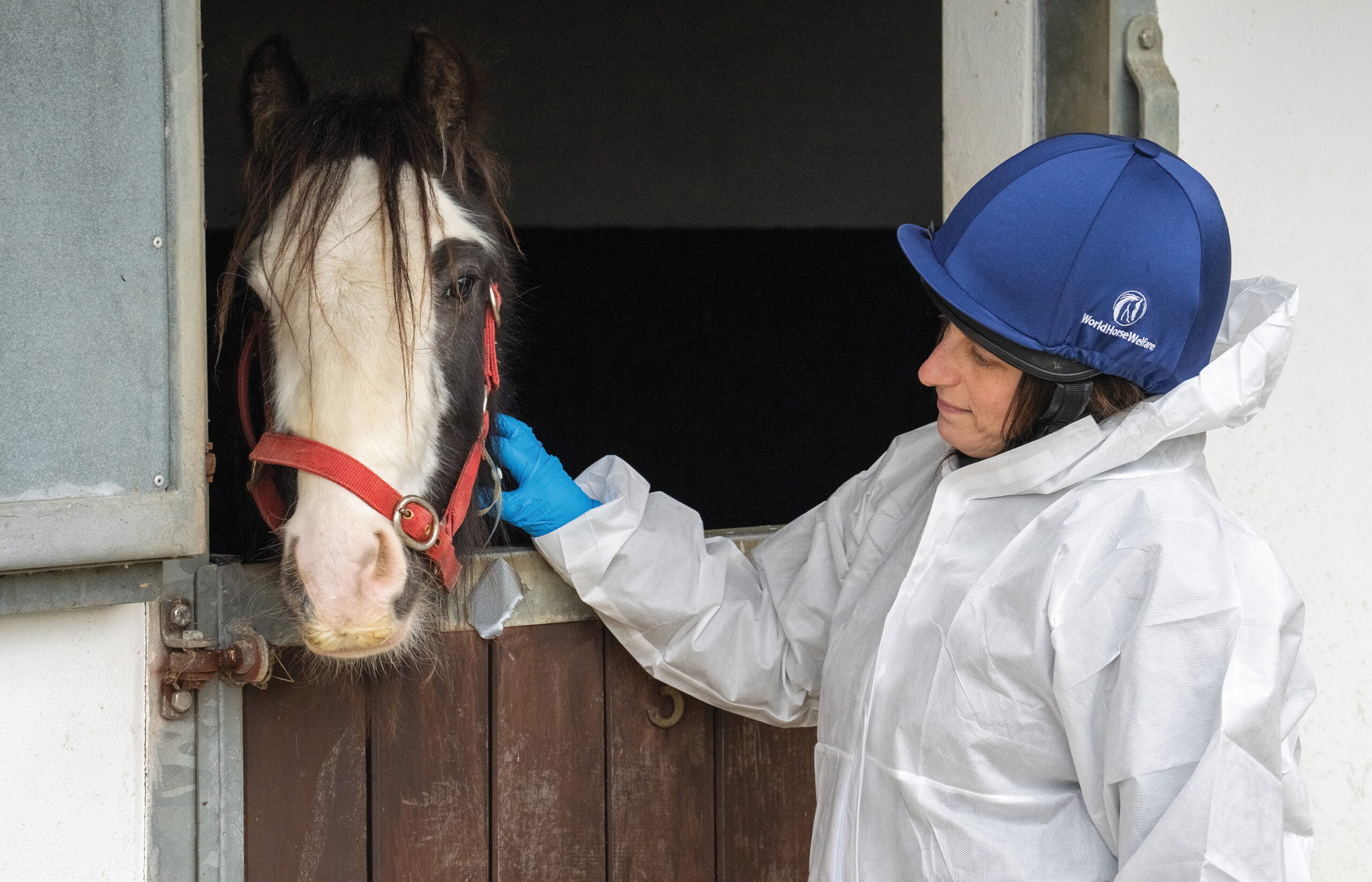 Birth of first foal from rescued ‘smuggled’ Dover 26 horses