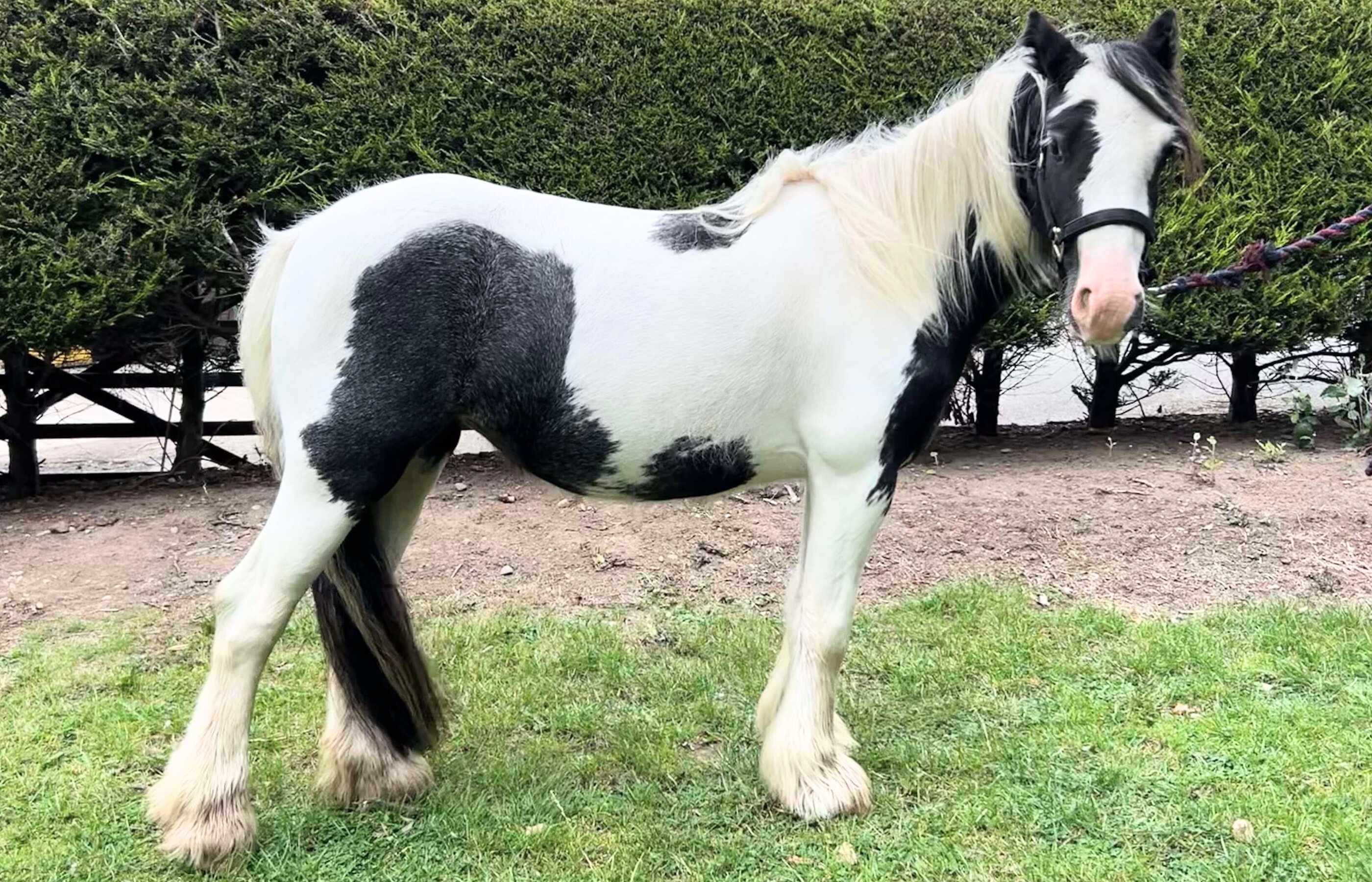 Help us care for horses 
