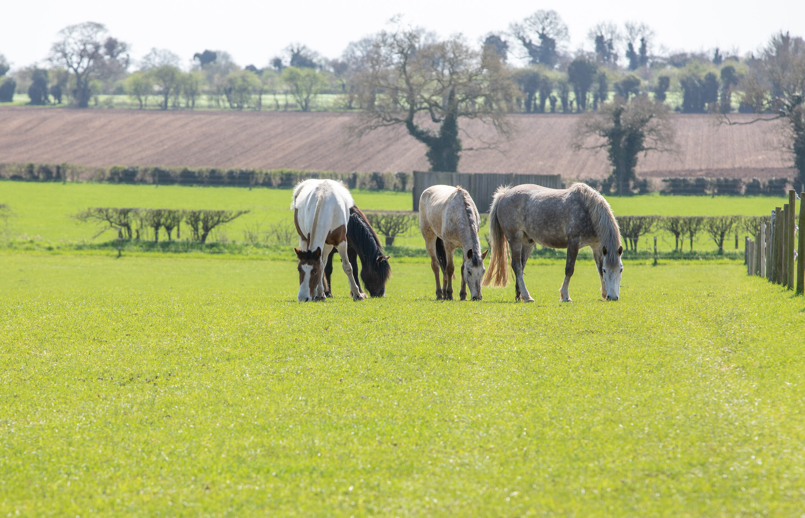 Welcome to our dedicated page for World Horse Welfare rehomers 