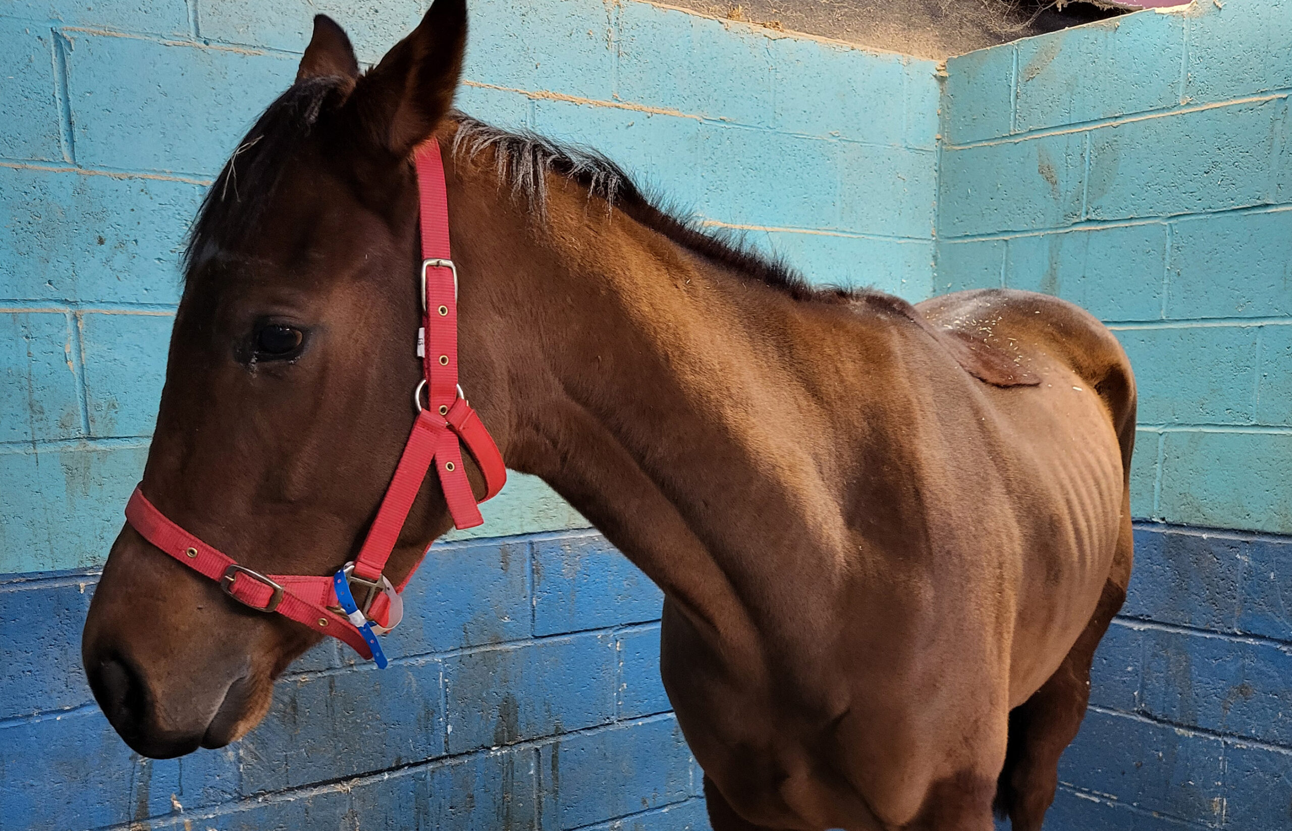 Smuggled Irish horses highlight urgent need for better protection of equines