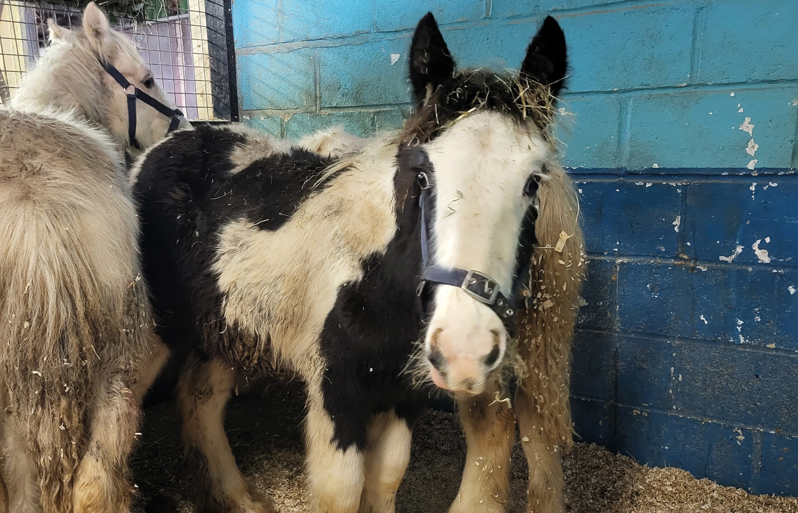 Outrage as more horses being smuggled out of the UK are intercepted a year after we rescued 26 from similar circumstances 