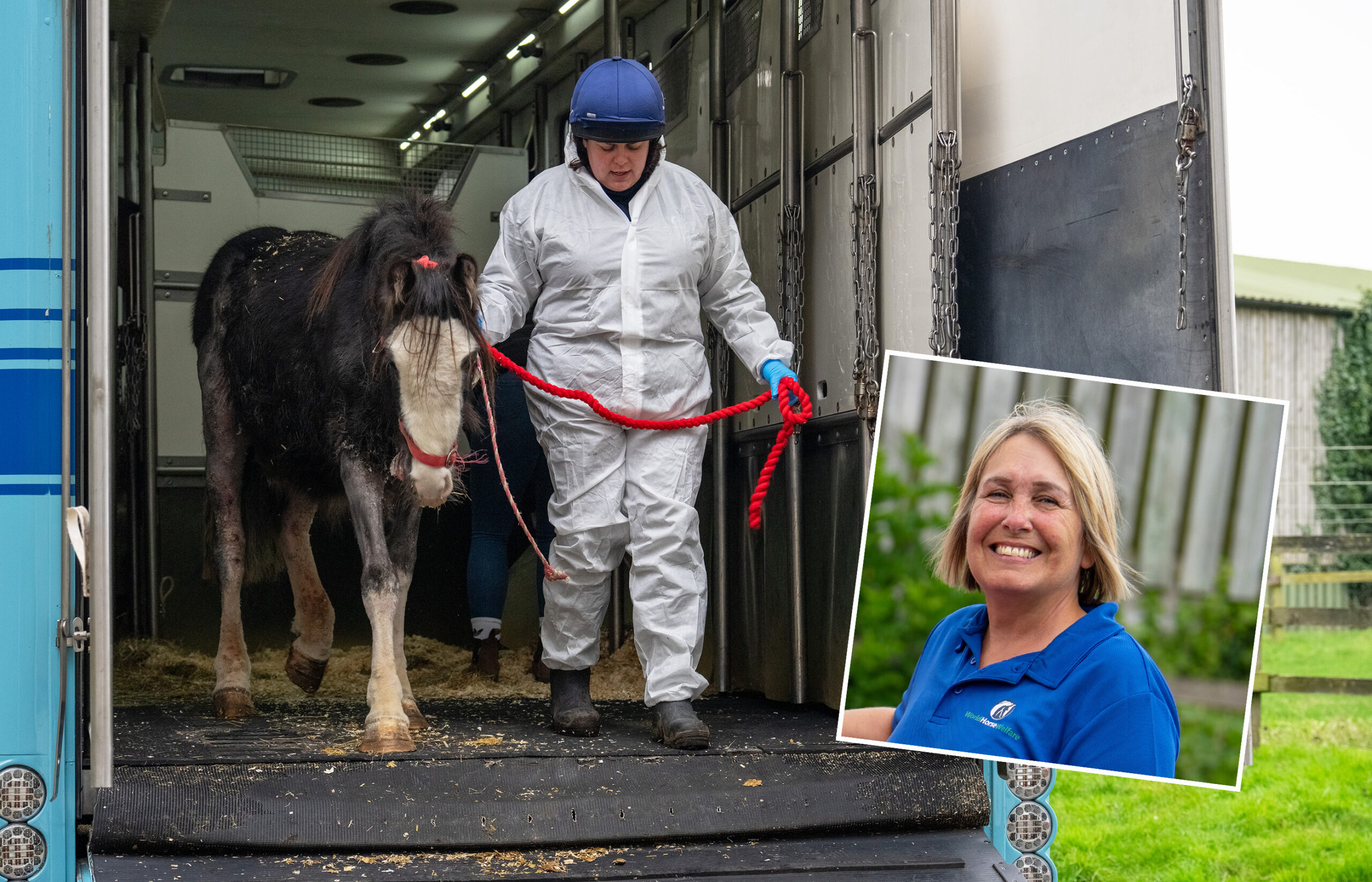 Birth of first foal from rescued ‘smuggled’ Dover 26 horses